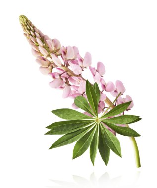 Havaya düşen güzel pembe Lupine çiçekleri beyaz arka plana izole edilmiş. Yaratıcı sıfır yerçekimi veya havalanma kavramı