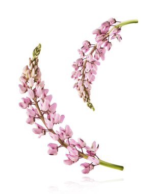 Havaya düşen güzel pembe Lupine çiçekleri beyaz arka plana izole edilmiş. Yaratıcı sıfır yerçekimi veya havalanma kavramı