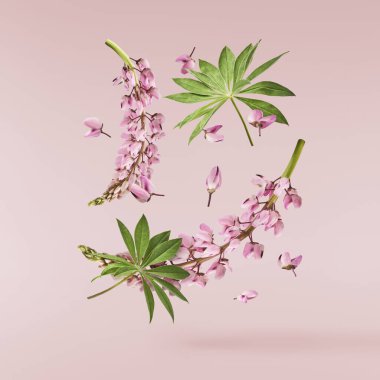 Pembe arka planda izole edilmiş güzel pembe Lupine çiçekleri gökyüzüne düşüyor. Yaratıcı sıfır yerçekimi veya havalanma kavramı