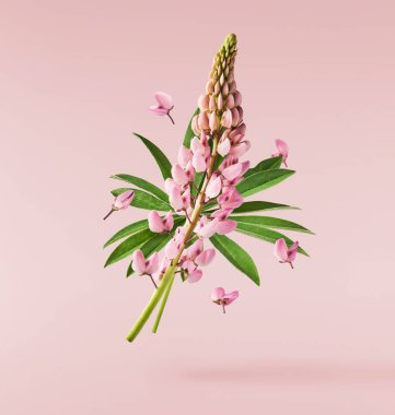 Pembe arka planda izole edilmiş güzel pembe Lupine çiçekleri gökyüzüne düşüyor. Yaratıcı sıfır yerçekimi veya havalanma kavramı