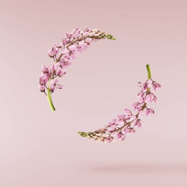 Pembe arka planda izole edilmiş güzel pembe Lupine çiçekleri gökyüzüne düşüyor. Yaratıcı sıfır yerçekimi veya havalanma kavramı