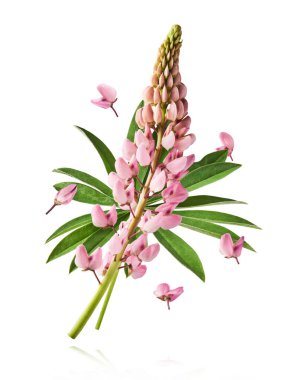 Havaya düşen güzel pembe Lupine çiçekleri beyaz arka plana izole edilmiş. Yaratıcı sıfır yerçekimi veya havalanma kavramı