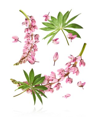 Havaya düşen güzel pembe Lupine çiçekleri beyaz arka plana izole edilmiş. Yaratıcı sıfır yerçekimi veya havalanma kavramı