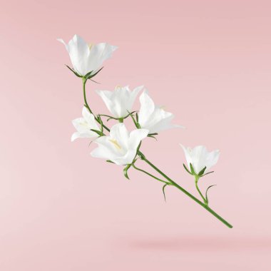 Havaya düşen güzel beyaz çan çiçekleri pembe arka planda izole edilmiş.