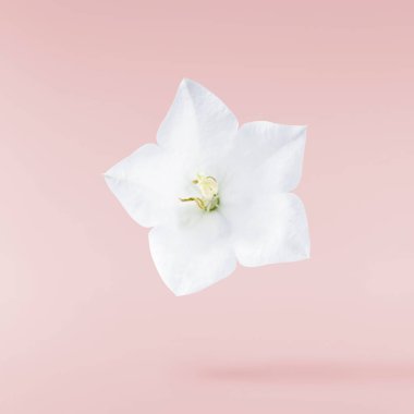 Havaya düşen güzel beyaz çan çiçekleri pembe arka planda izole edilmiş.