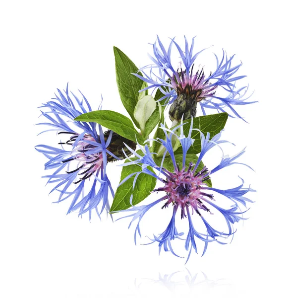 Taze çiçek, güzel mavi çiçekler, beyaz arka planda izole bir şekilde havaya düşüyor. Sıfır yerçekimi veya yükselme ilkbahar çiçekleri konsepti, yüksek çözünürlüklü görüntü