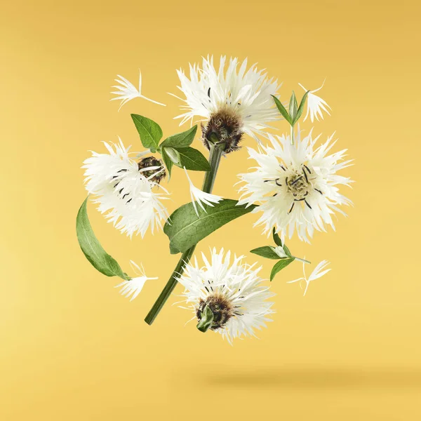 Taze çiçek açan güzel beyaz çiçekler sarı arka planda izole bir şekilde havaya düşüyor. Sıfır yerçekimi veya yükselme ilkbahar çiçekleri konsepti, yüksek çözünürlüklü görüntü