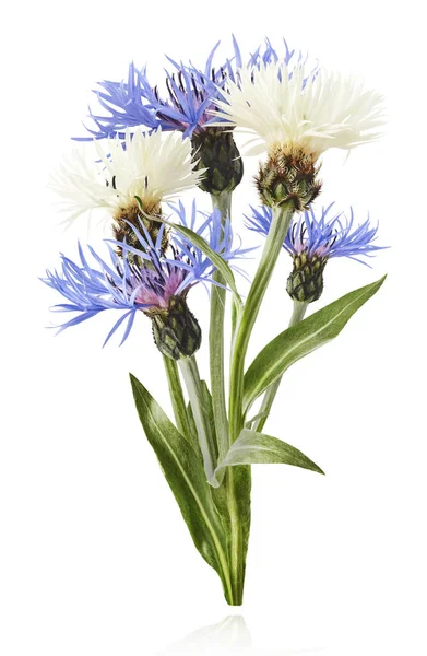 Taze çiçek açan güzel beyaz ve mavi çiçekler beyaz arka planda izole bir şekilde havaya düşüyor. Sıfır yerçekimi veya yükselme ilkbahar çiçekleri konsepti, yüksek çözünürlüklü görüntü