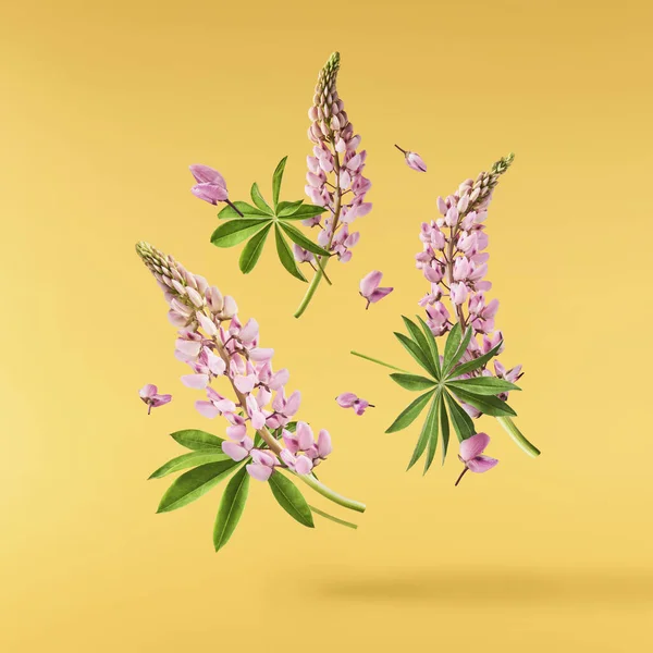 Güzel pembe Lupine çiçekleri sarı arka planda izole edilmiş aor 'a düşer. Yaratıcı sıfır yerçekimi veya havalanma kavramı