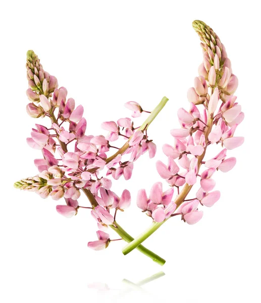 Havaya düşen güzel pembe Lupine çiçekleri beyaz arka plana izole edilmiş. Yaratıcı sıfır yerçekimi veya havalanma kavramı