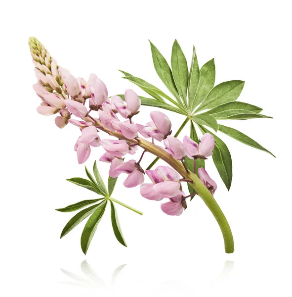 Havaya düşen güzel pembe Lupine çiçekleri beyaz arka plana izole edilmiş. Yaratıcı sıfır yerçekimi veya havalanma kavramı