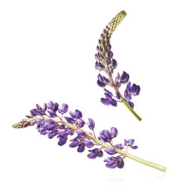 Taze Lupine çiçeği beyaz arka planda izole bir şekilde havaya düşen güzel mor çiçekler. Sıfır yerçekimi veya yükselme ilkbahar çiçekleri konsepti, yüksek çözünürlüklü görüntü