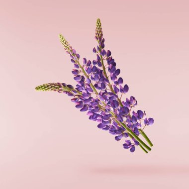 Taze Lupine çiçeği pembe arka planda izole bir şekilde havaya düşen güzel mor çiçekler. Sıfır yerçekimi veya yükselme ilkbahar çiçekleri konsepti, yüksek çözünürlüklü görüntü