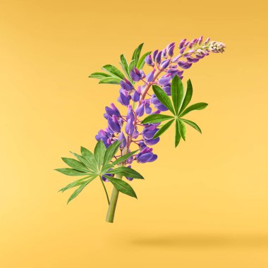 Taze Lupine çiçeği güzel mor çiçekler sarı arka planda izole bir şekilde havaya düşüyor. Sıfır yerçekimi veya yükselme ilkbahar çiçekleri konsepti, yüksek çözünürlüklü görüntü