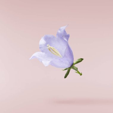 Güzel mavi çan çiçekleri pembe arka planda izole bir şekilde havaya düşüyor..