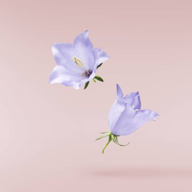 Güzel mavi çan çiçekleri pembe arka planda izole bir şekilde havaya düşüyor..