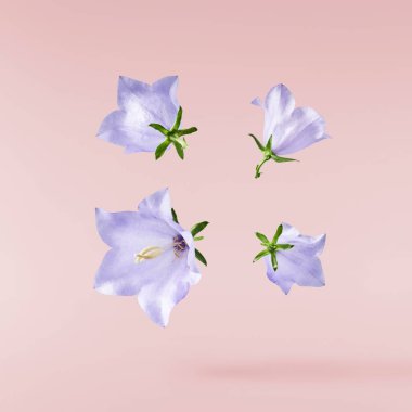 Güzel mavi çan çiçekleri pembe arka planda izole bir şekilde havaya düşüyor..