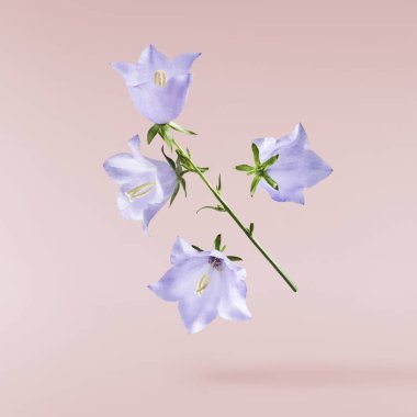 Güzel mavi çan çiçekleri pembe arka planda izole bir şekilde havaya düşüyor..