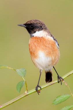 bir dal üzerinde tünemiş yabani kuş