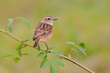 bir dal üzerinde tünemiş yabani kuş