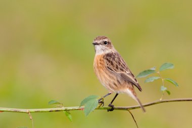 bir dal üzerinde tünemiş yabani kuş