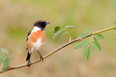 bir dal üzerinde tünemiş yabani kuş