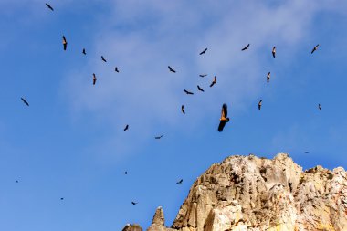 Flock of vultures flying  clipart