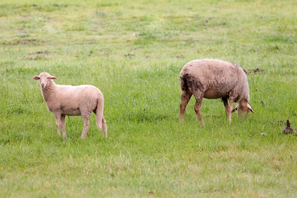 Pâturage de moutons sur une prairie verte — Photo