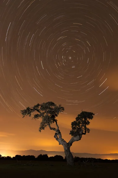 Trädet under himmel full av stjärnor — Stockfoto
