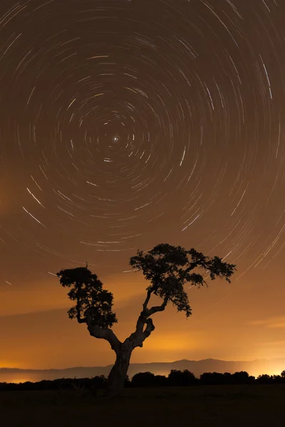 Trevlig Nattlandskap Med Träd Himmel Full Stjärnor — Stockfoto