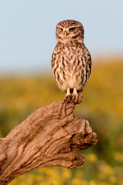 Búho pequeño en la naturaleza —  Fotos de Stock