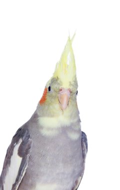 papağan perisi ile sarı kret gri