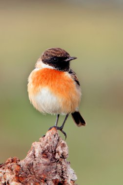 Güzel kuş ağaç gövdesinde tünemiş