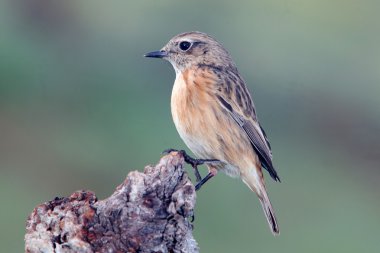 Güzel kuş ağaç gövdesinde tünemiş