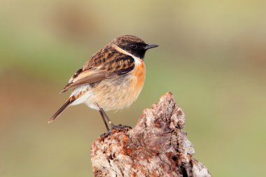 Güzel kuş ağaç gövdesinde tünemiş