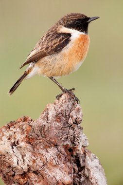 Güzel kuş ağaç gövdesinde tünemiş