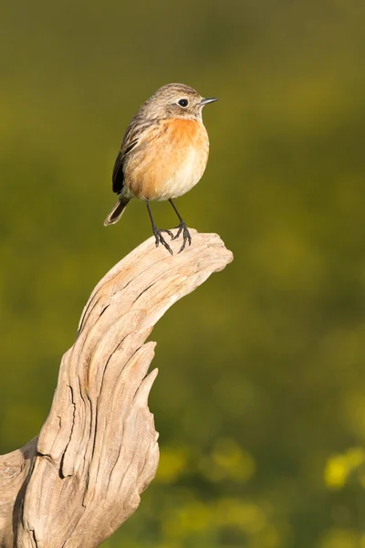 Malý pták hřadující na kládě — Stock fotografie