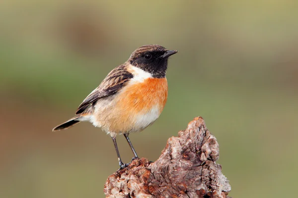 Schöner Vogel auf Baumstamm gehockt — Stockfoto