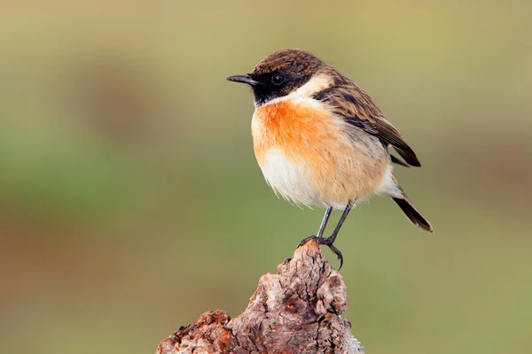 Schöner Vogel auf Baumstamm gehockt — Stockfoto