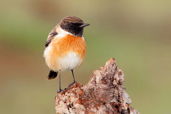 Beautiful bird perched on tree trunk — Stock Photo, Image