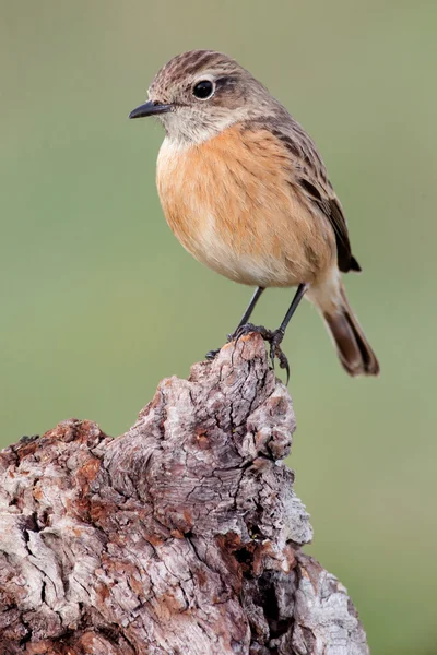 Krásný pták hřadující na kmen stromu — Stock fotografie