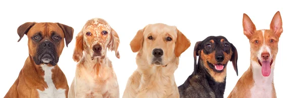 Kameraya bakarak değişik köpekler — Stok fotoğraf