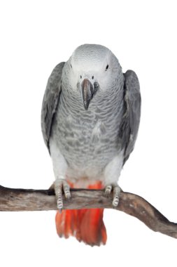 Oldukça kırmızı kuyruklu gri papağan 