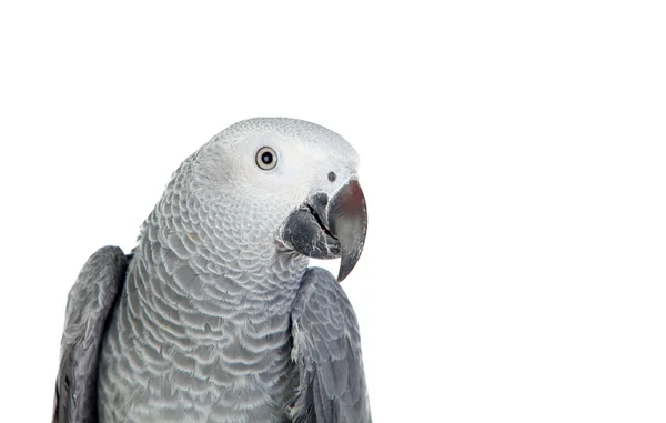 Bonito loro gris de cola roja —  Fotos de Stock