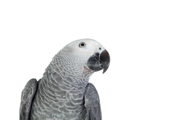 Pretty red-tailed gray parrot — Stock Photo, Image