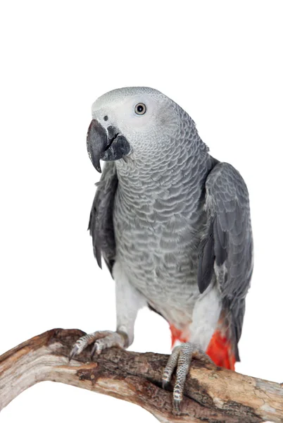 Pretty red-tailed gray parrot — Stock Photo, Image