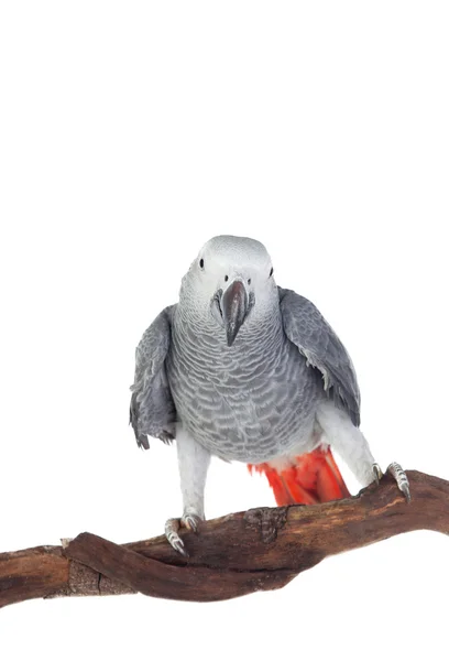 かなり赤い尾を持つ灰色のオウム — ストック写真
