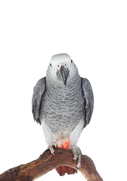 Piuttosto rosso coda pappagallo grigio — Foto Stock
