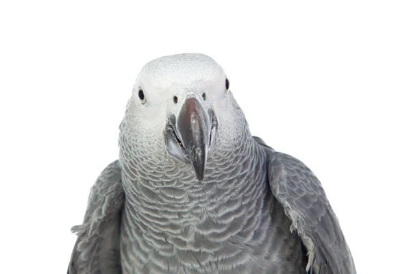 Papagaio cinzento de cauda vermelha — Fotografia de Stock