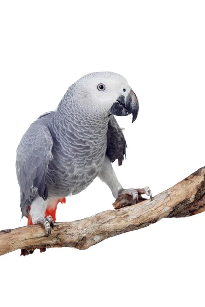 Bonito loro gris de cola roja — Foto de Stock